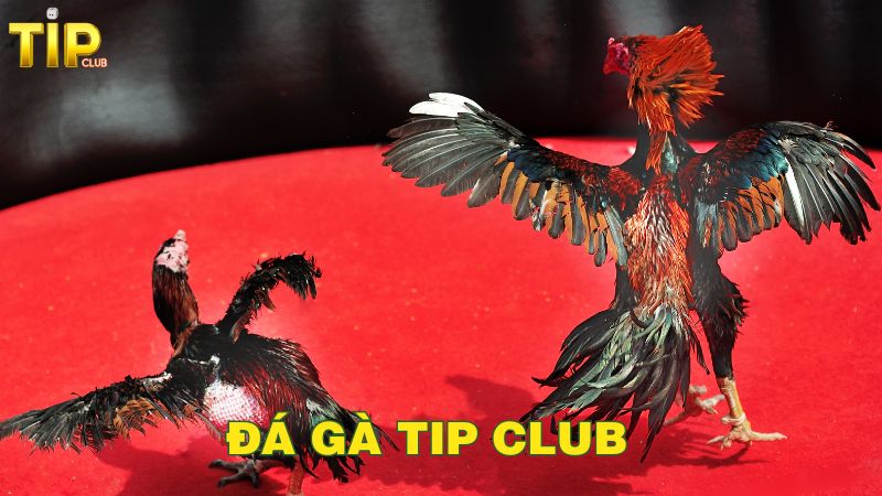 Giới thiệu tổng quan về đá gà Tip club