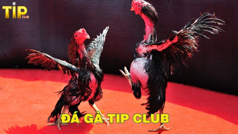 Luật chơi đá gà Tip club mà kê thủ cần biết