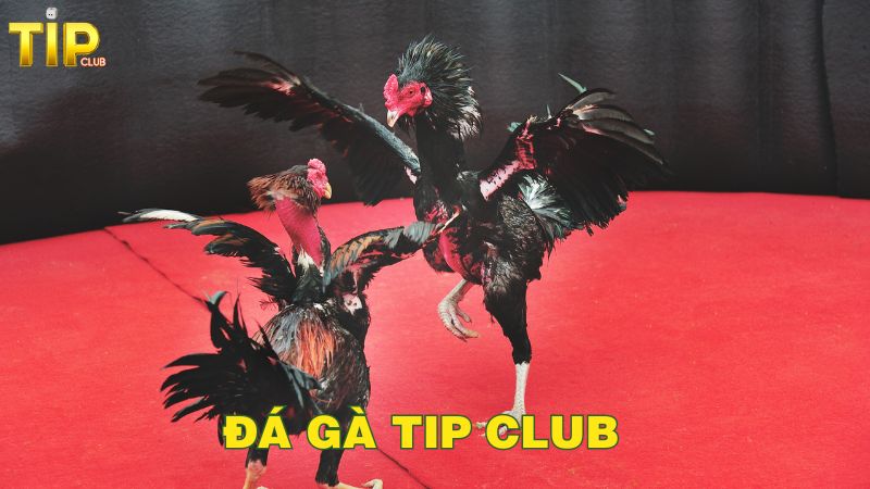 Kinh nghiệm đặt cược đá gà Tip club thắng lớn